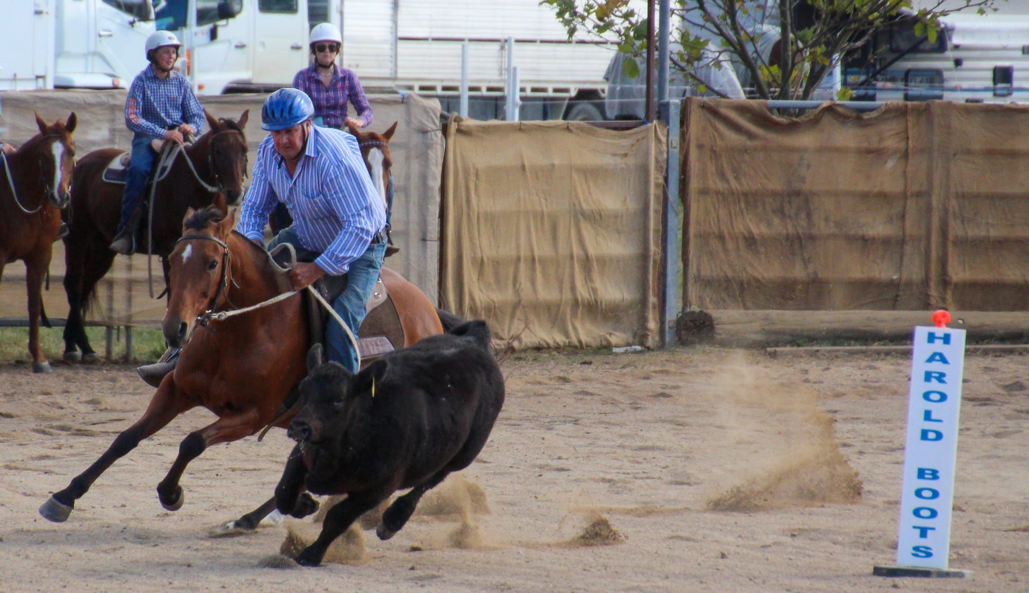 Campdraft kicks off at new Merton venue Post image