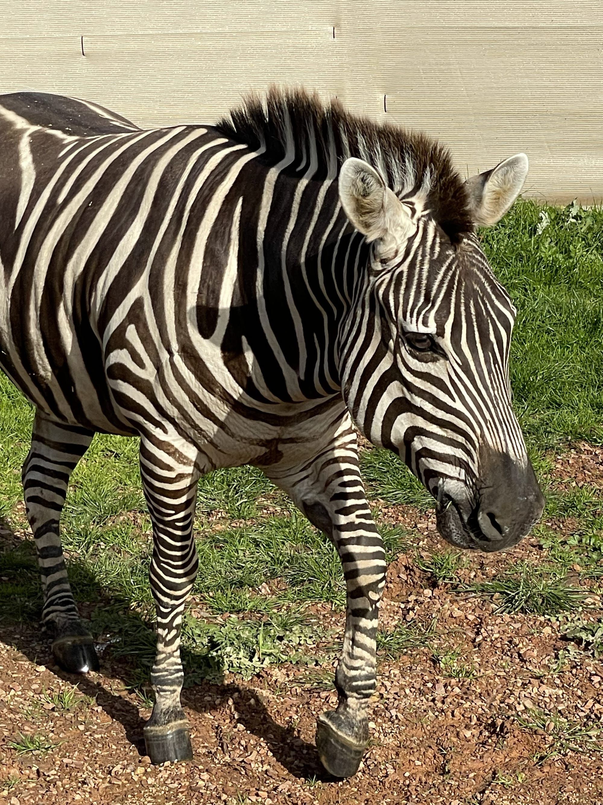 New arrival at Mansfield Zoo Post image
