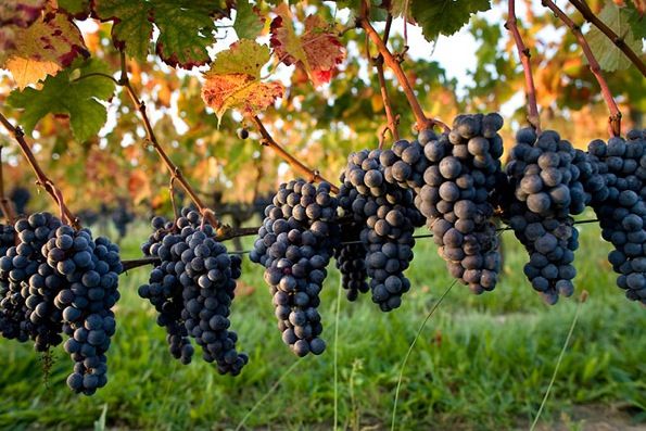vin-traiteur