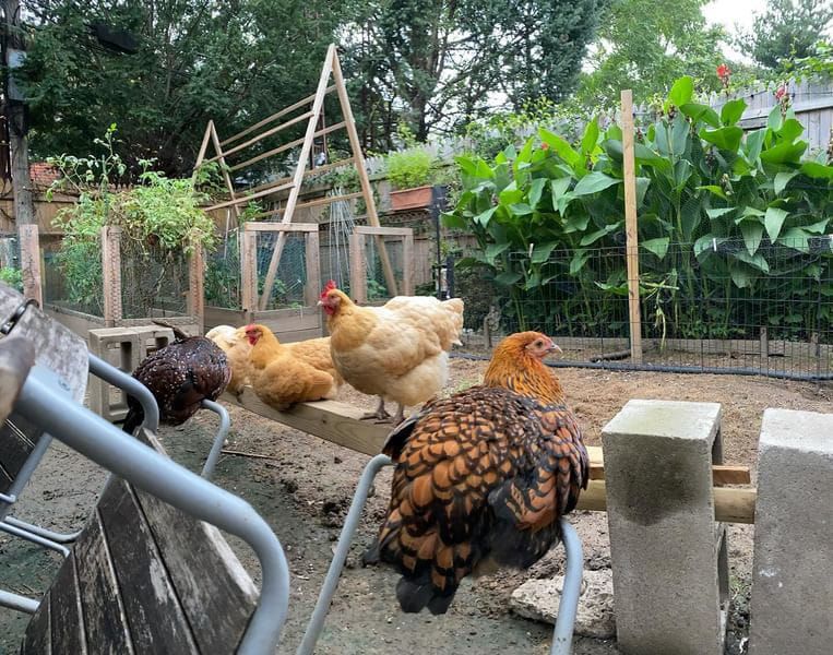 Ask The Groove: Since when is New York so lenient about chicken ownership?