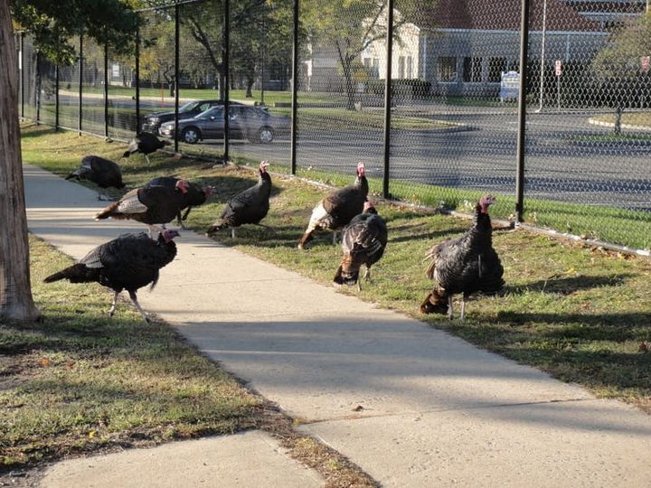 The New York Groove’s 53rd annual Tour de Turkey