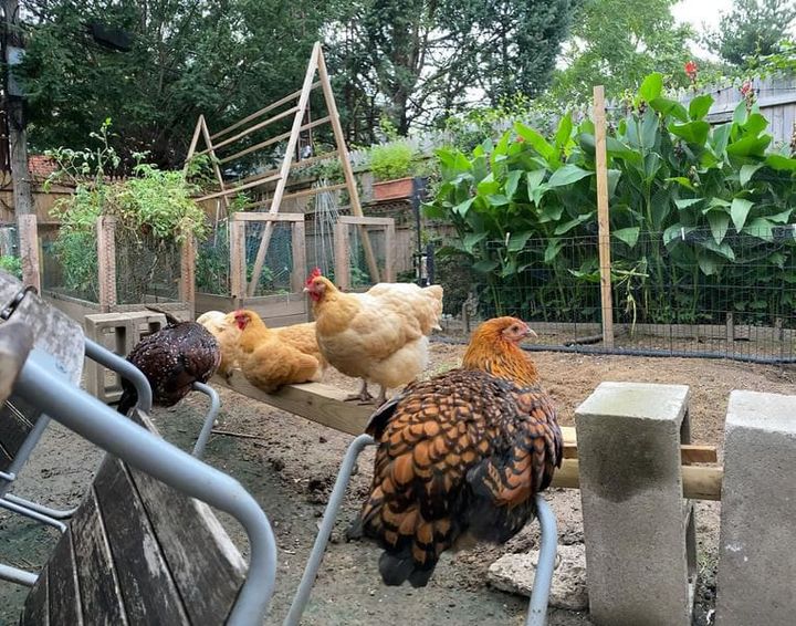 Ask The Groove: Since when is New York so lenient about chicken ownership?