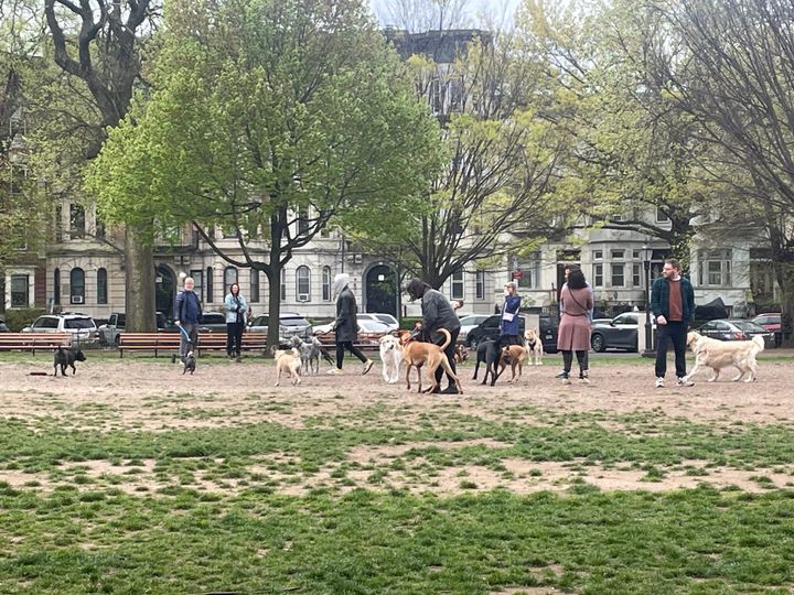 New Yorkers are turning on dogs; what’s a dog owner to do?