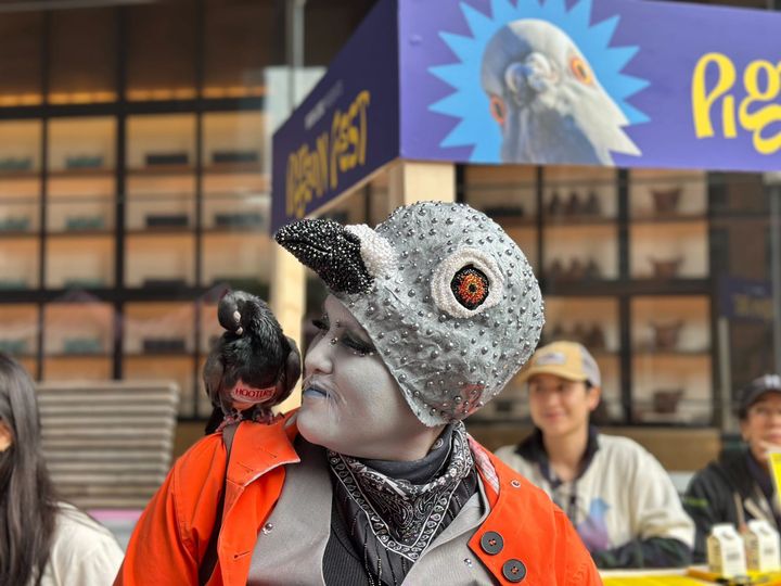 Pigeons are so popular right now, people are turning to forgery