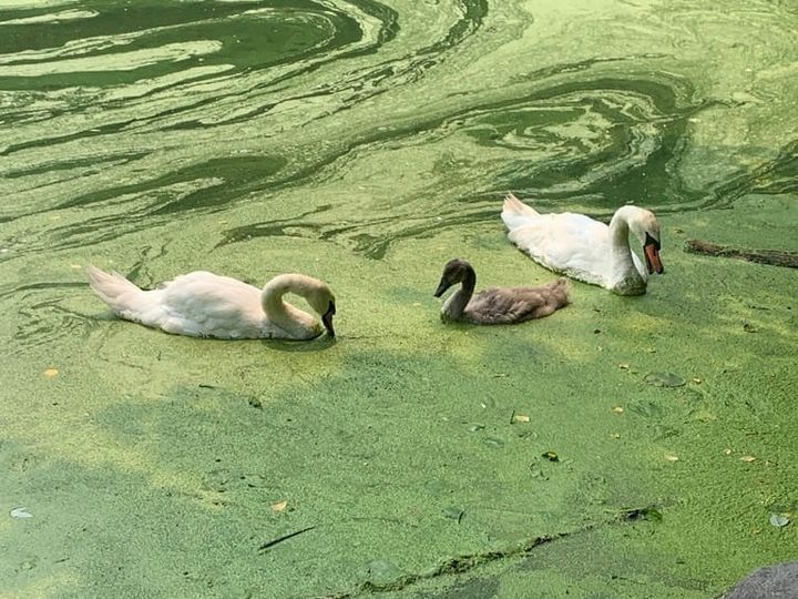 Urban swimmers eye next target: the Prospect Park Lake