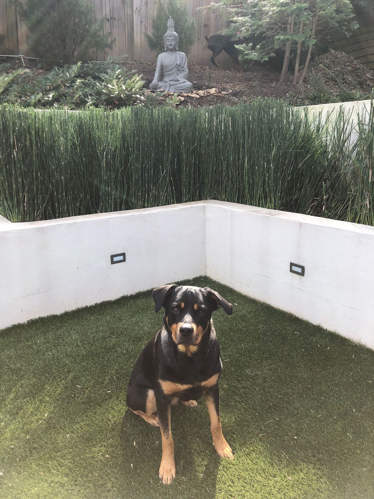 What better than giving your dogs the best choice for food