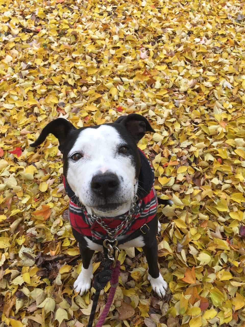 Rebel Raw has changed my pups life!