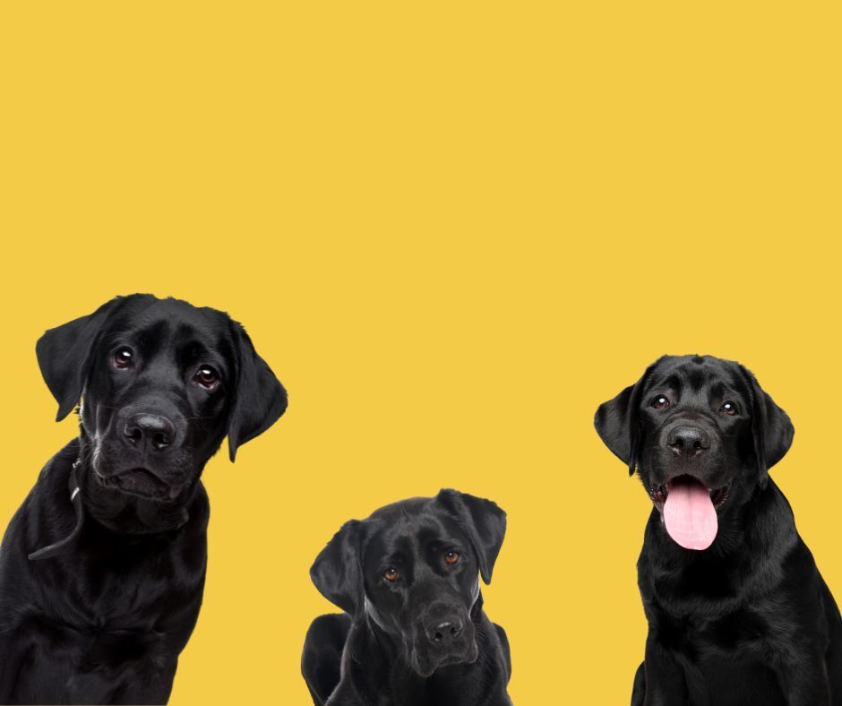 My three black labs love the comfy chicken