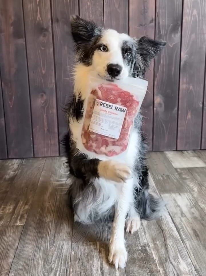 8 Crazy Ways My Cat and Dog Changed After Switching to Raw Food