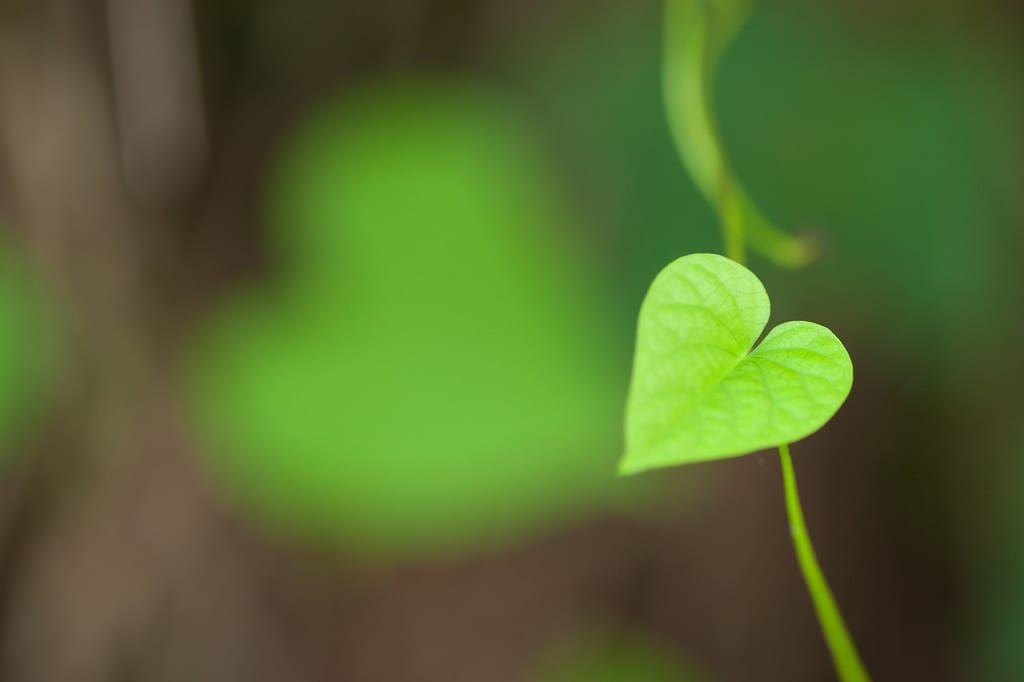 Foundations of Earth Sharing