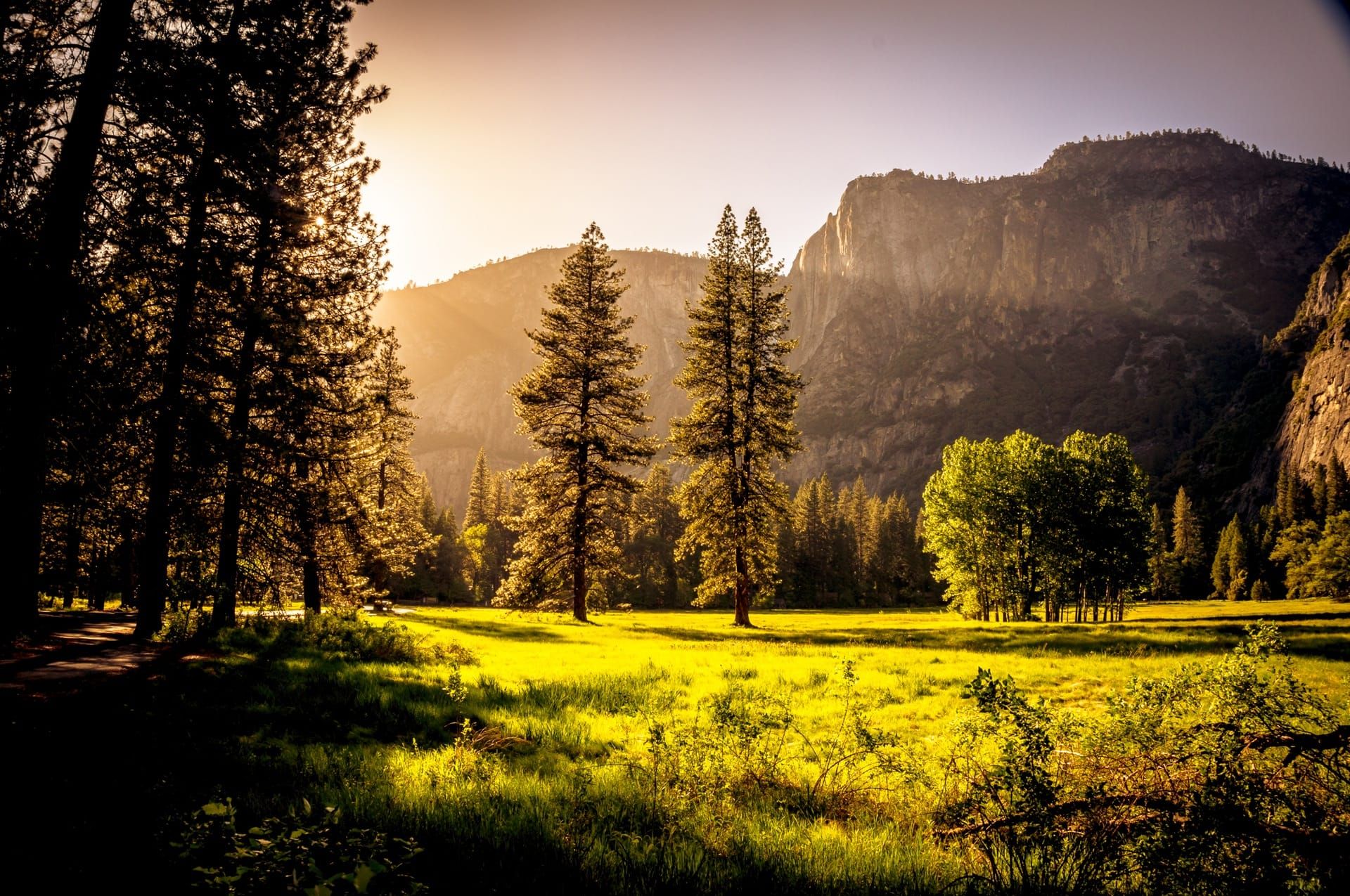 California’s Deforestation Project