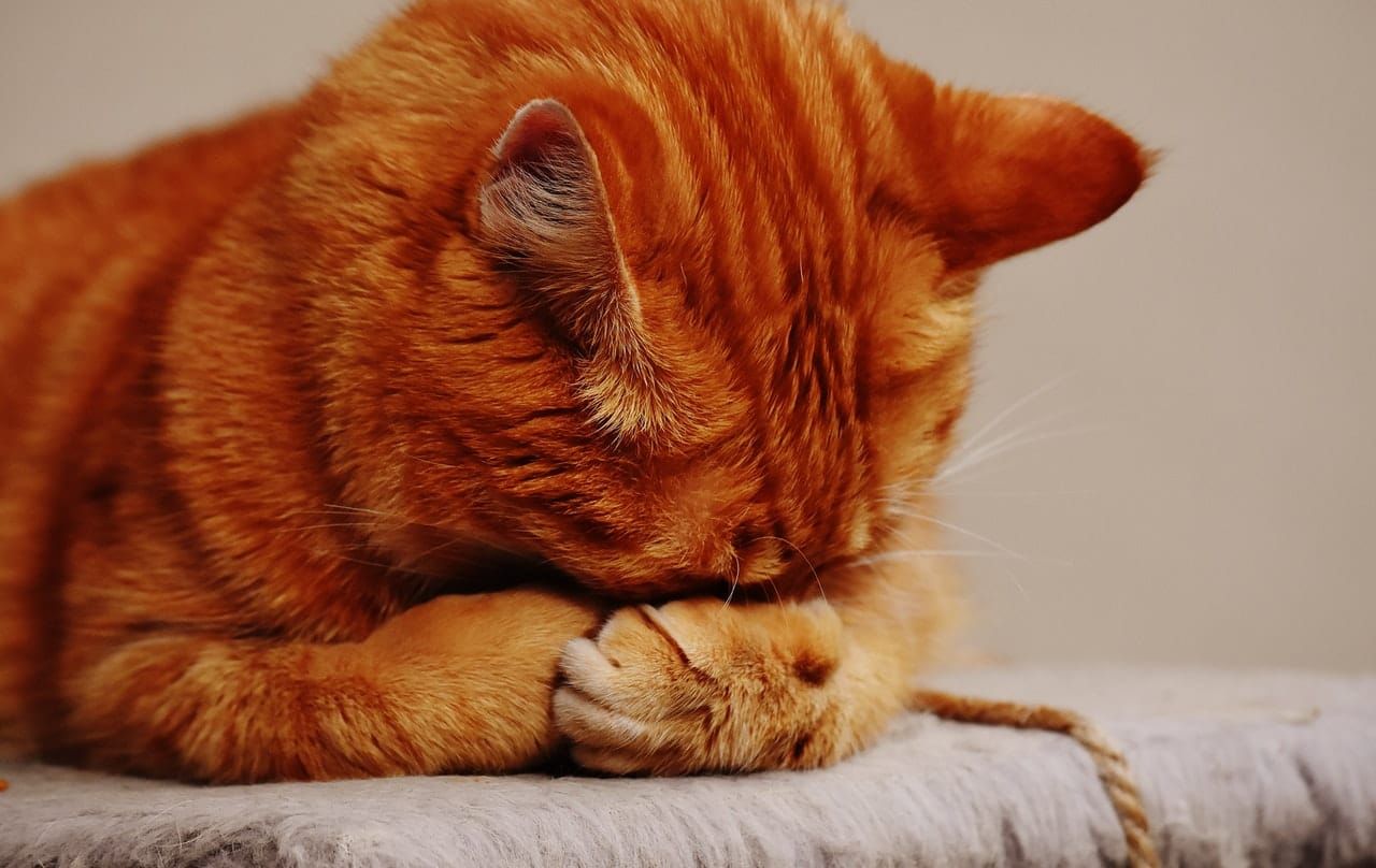 Saudi Arabians Not Allowed to See the Cat