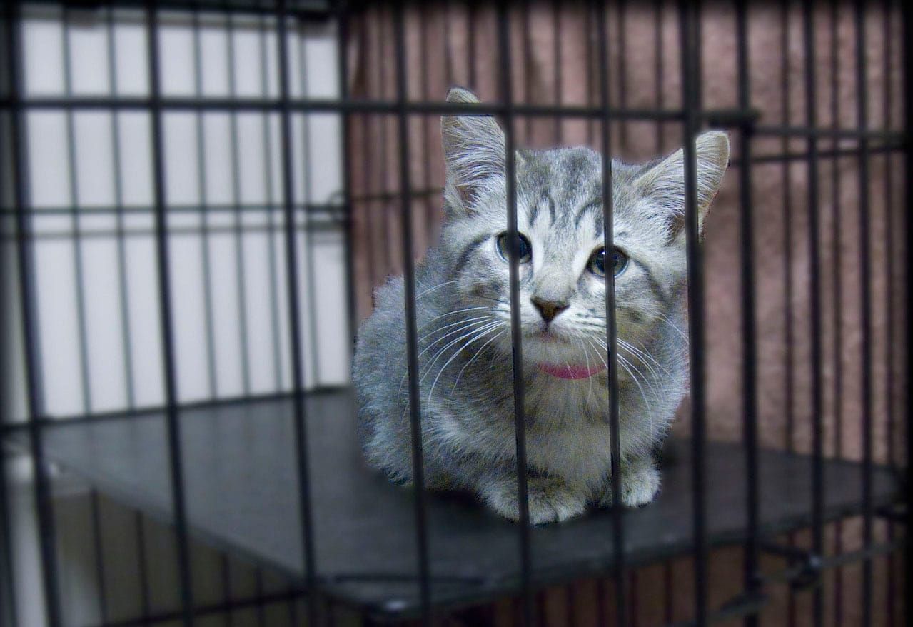 War on Drugs Expands to Catnip
