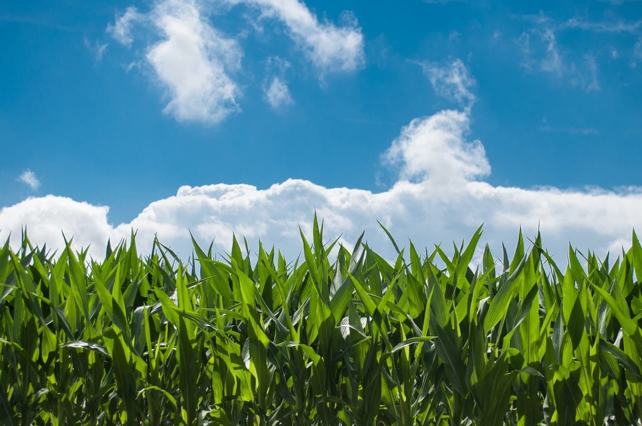 The Corn is as High as the Subsidy's Aye