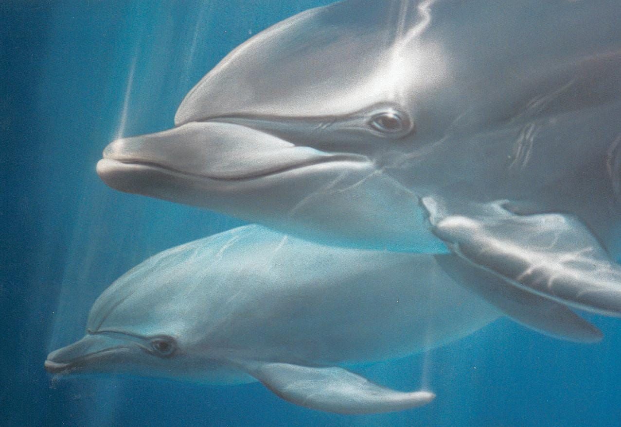 Killing Dolphins and Killing People