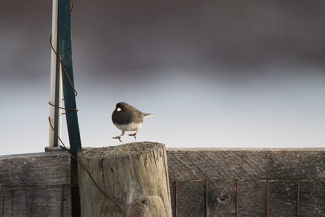 "Junco and Wolf"