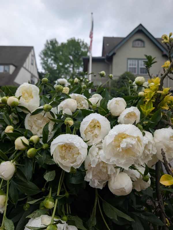 Robins pull worms from the ground