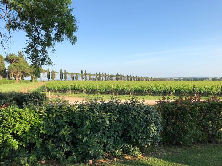 A vineyard on a luxury winery in Tuscany