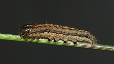 Farmers urged to keep an eye out for armyworms post image