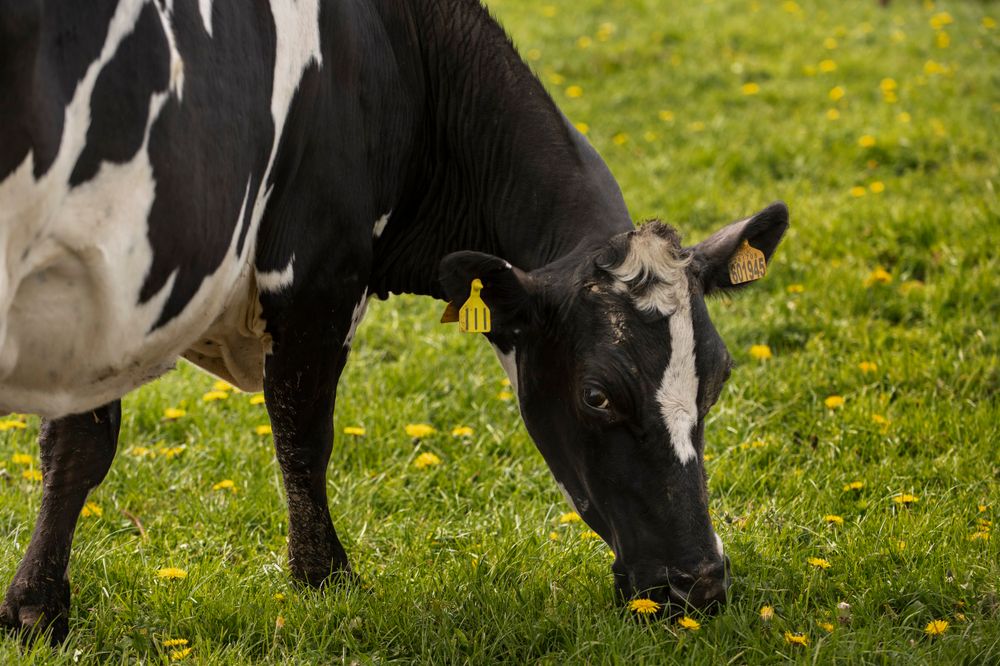 Understanding heat stress livestock and ways to prevent it post image