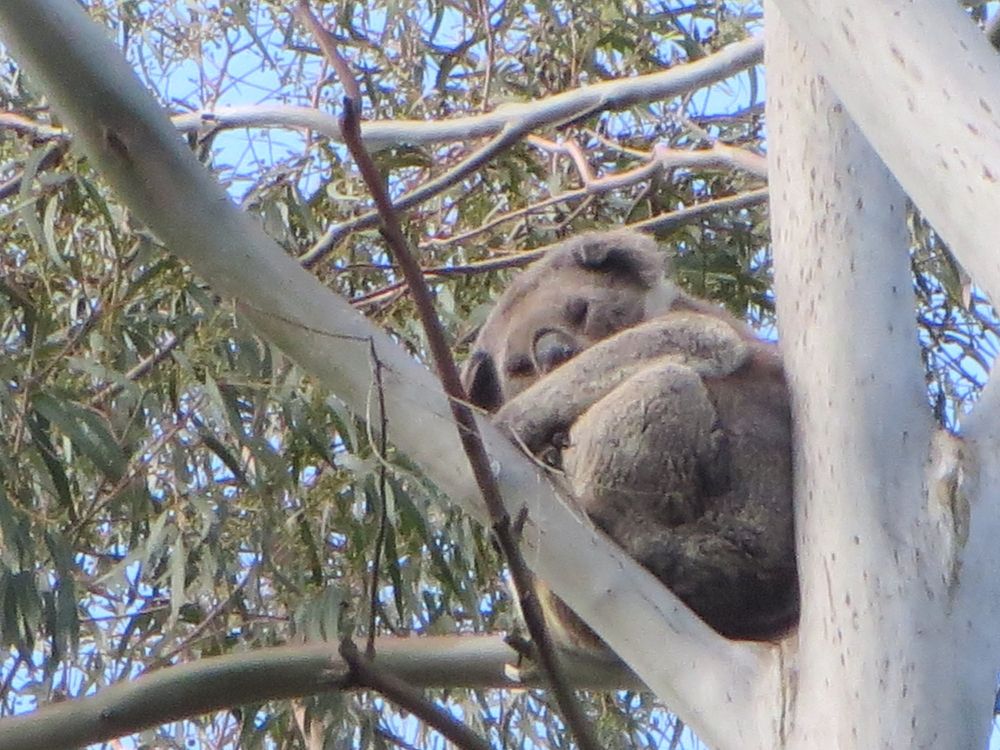 Five Year Koala Study Reveals New Populations in Gippsland post image