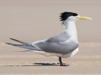 H5N1 DETECTED IN AUSTRALIAN SEABIRD post image