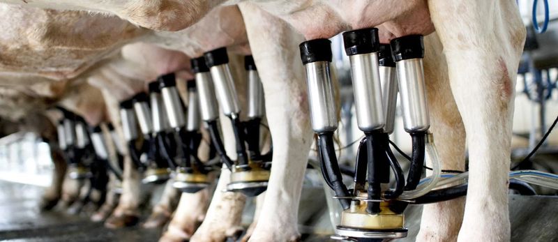 Albanese Government Under Fire Over EU Trade Deal Impact on Farmers post image