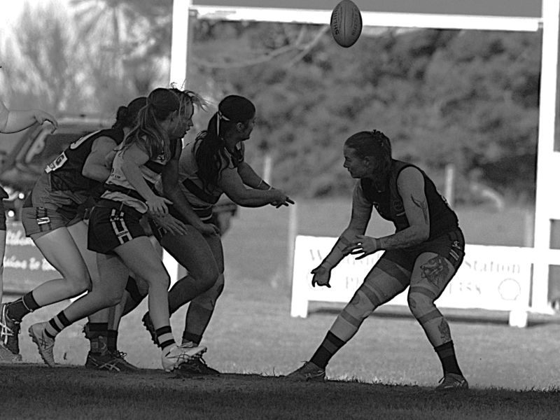 Wildcats show plenty of fight against reigning premiers post image
