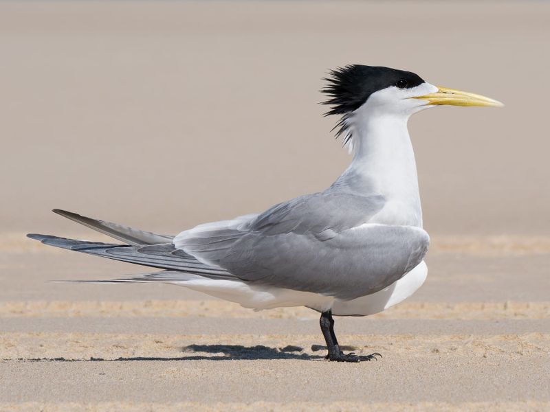 H5N1 DETECTED IN AUSTRALIAN SEABIRD post image
