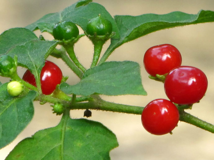 A closeup of a cherry tomato plant, showing four red ripe cherry tomatoes and three green buds of new tomatoes among the green leaves of the plant.