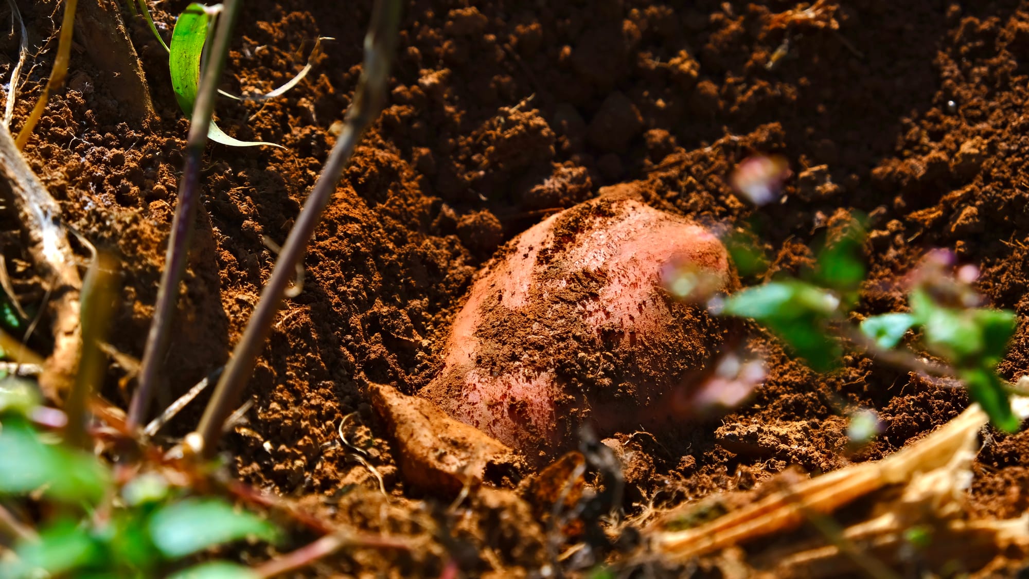 A slightly exposed red skinned sweet potato in the rich brown dirt in Yunnan, China.