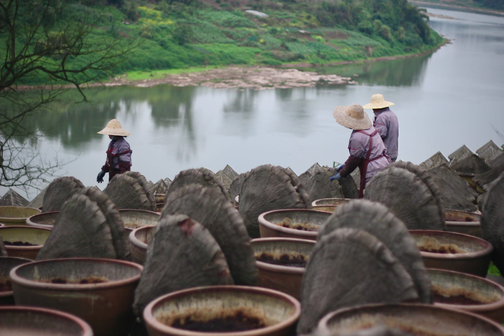 Factory workers walk through the rows of soy sauce urns, replacing their lids before it rains. Workers wear an old faded purple uniform shirt, brown apron, and bamboo hats.