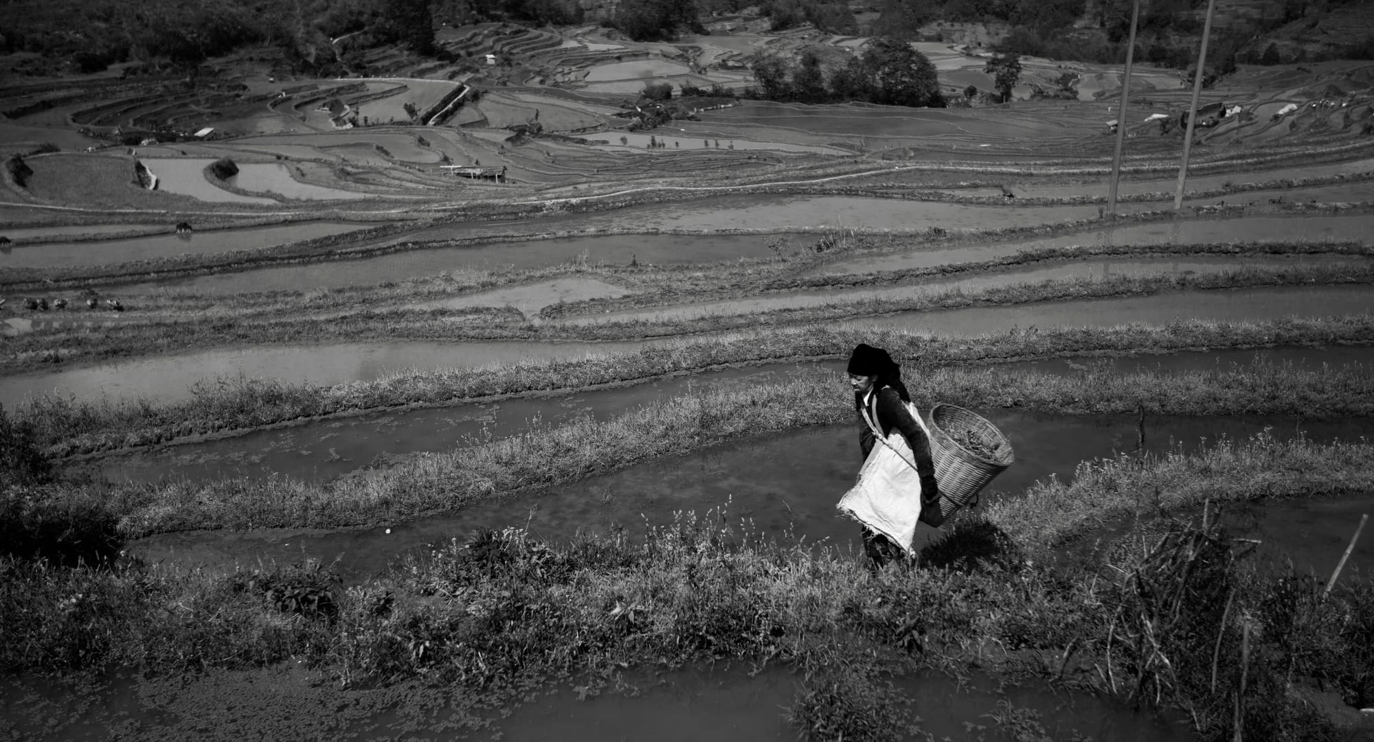 Black and white - A traditionally dressed, Hani woman, carrying a bamboo bag on her back, walking through rice terraces.