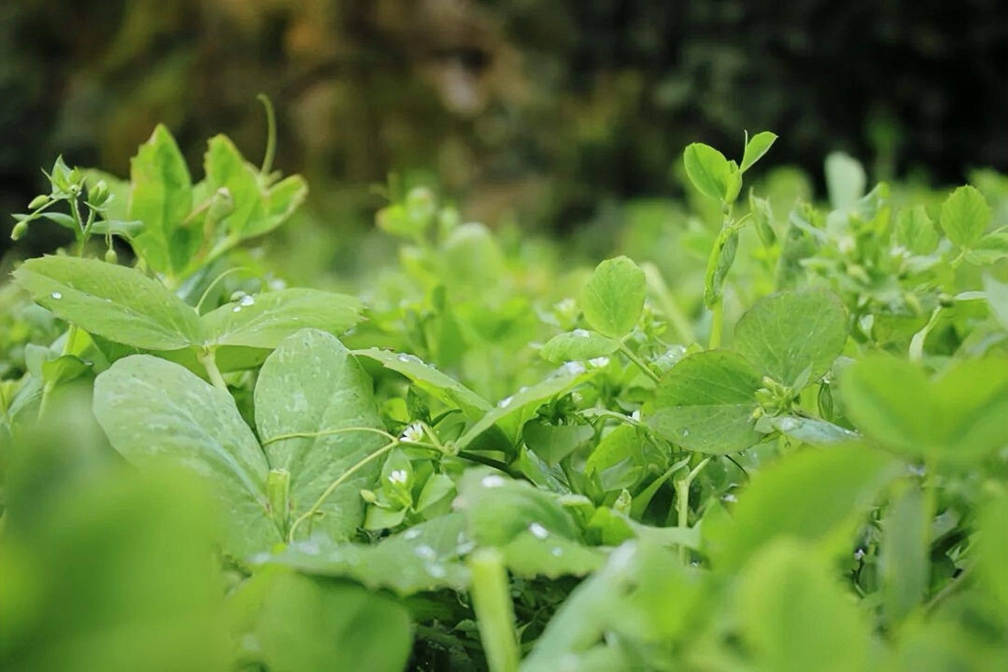 Green vegetation with water dew droplets on its leaves.