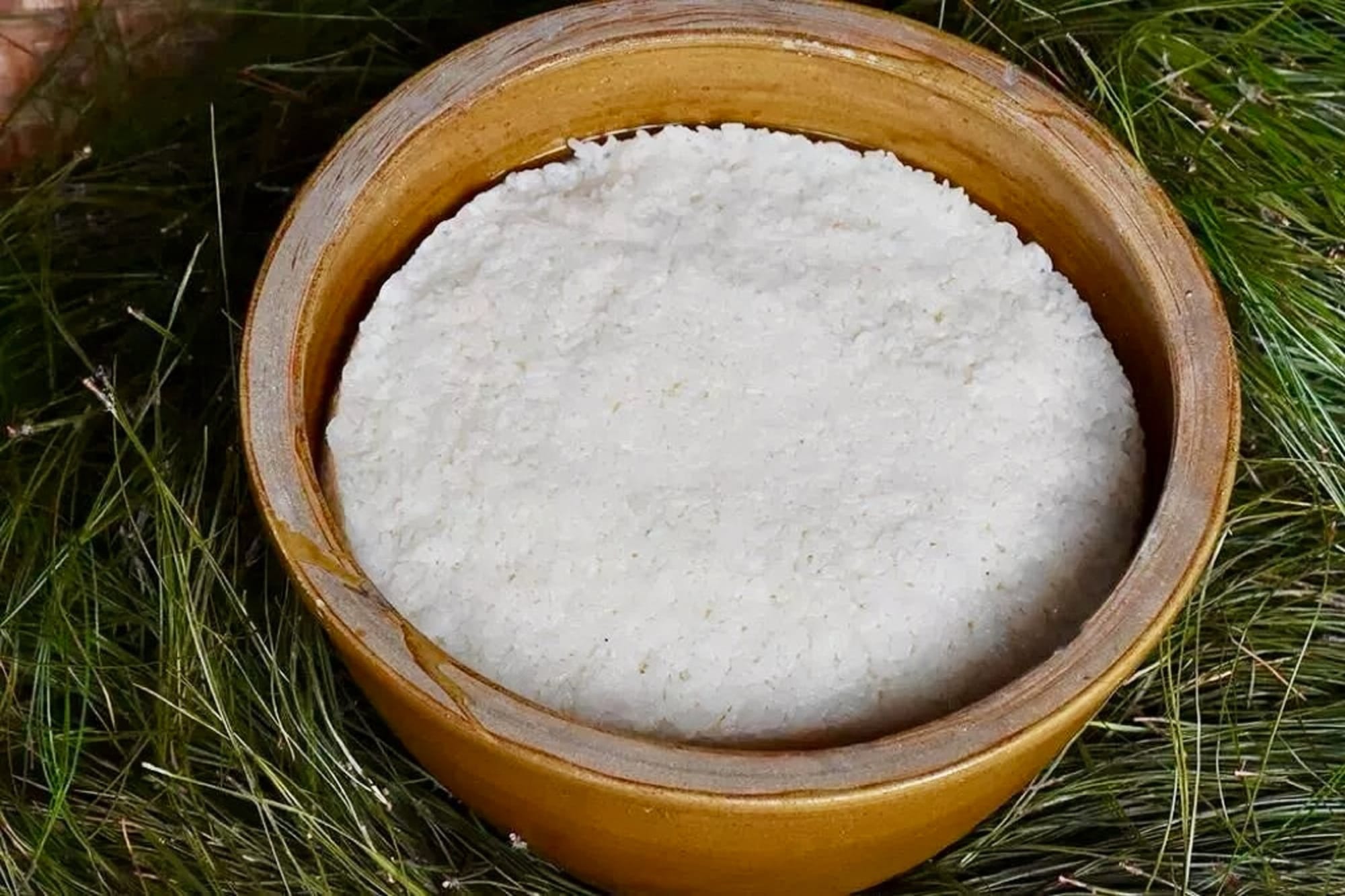 A ceramic bucket of fermenting white rice on a bed of green pine needles.