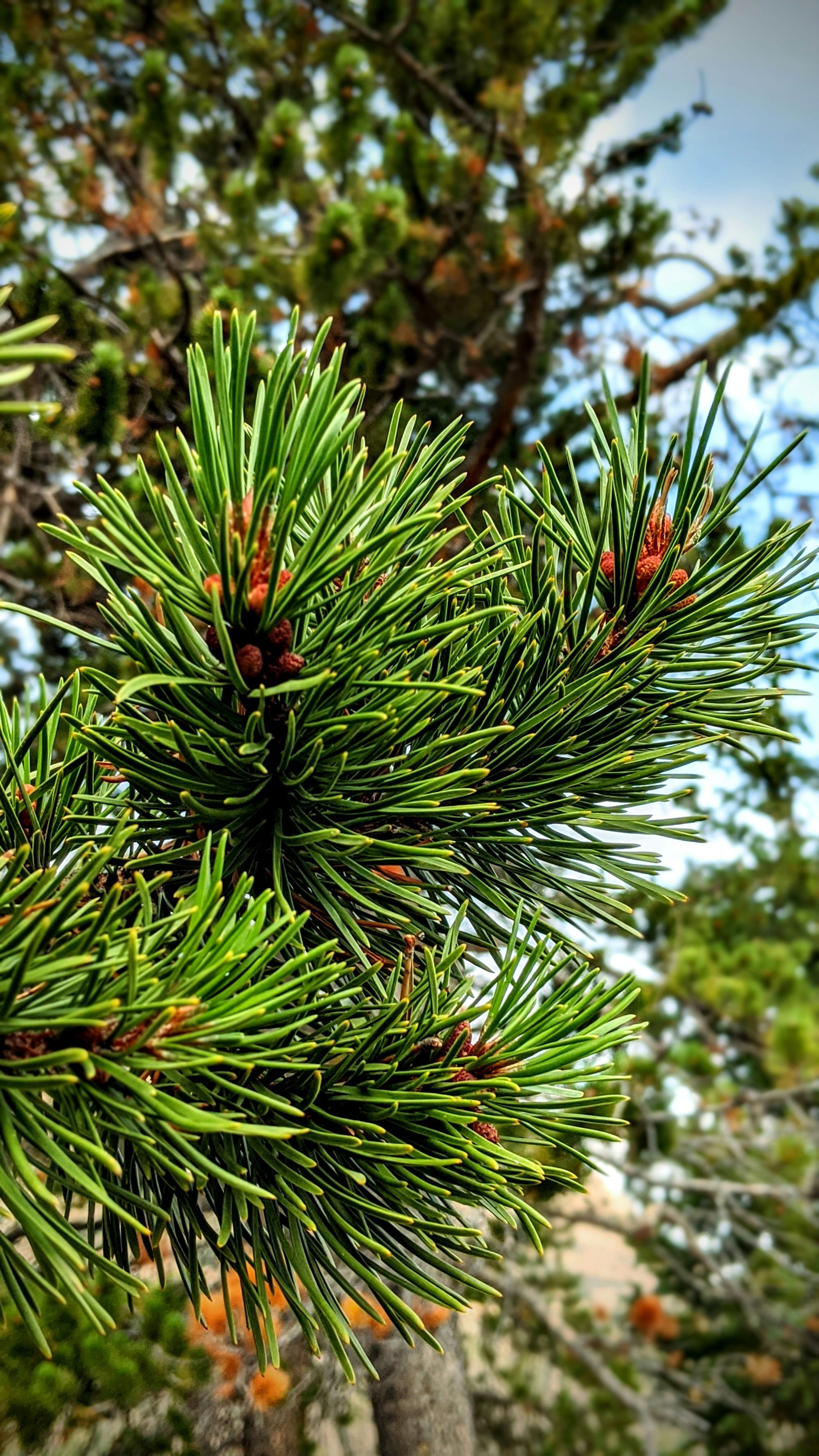 A close up photo of a bow of pine long vibrant green pine needles.