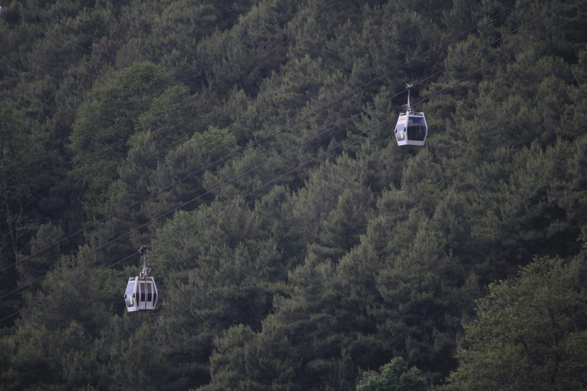 Two white cable car boxes passing one another with a pine tree backdrop.
