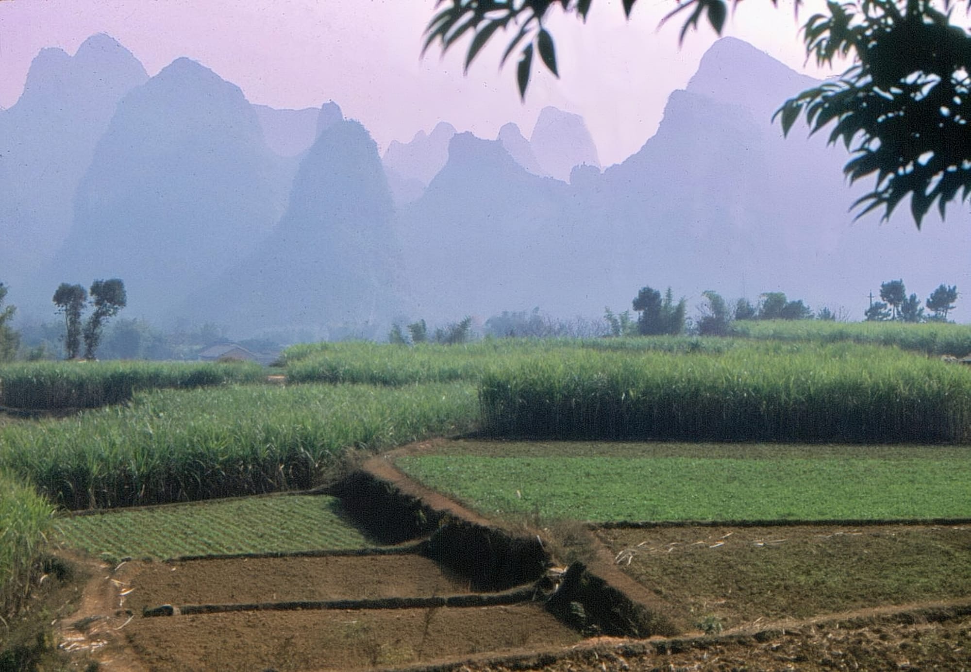Sugarcane fields in China in the 1980's with large pagoda mountains in the background.