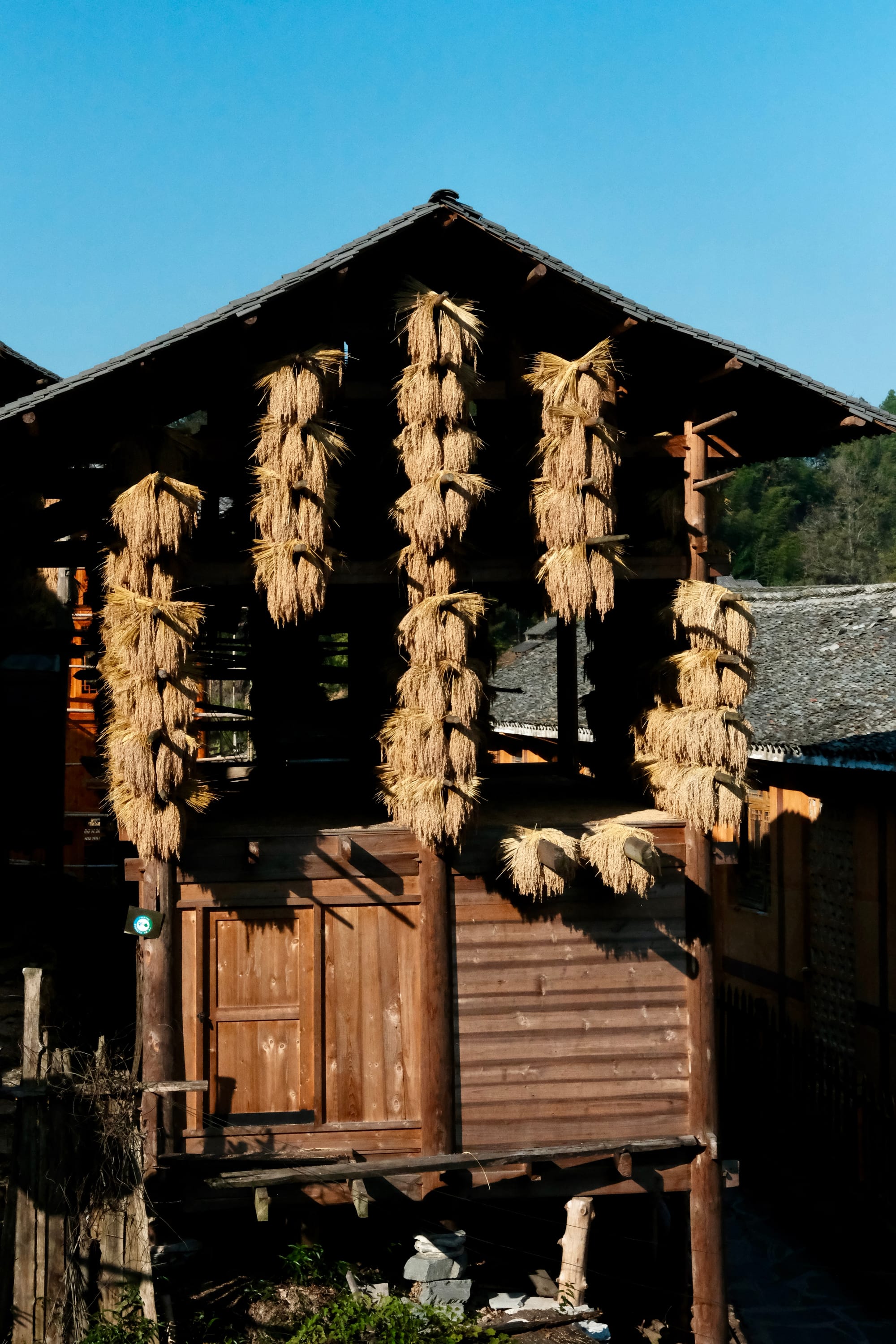 A photo of a wooden outdoor pantry, with rice bushels tied and hanging to dry in the sun.