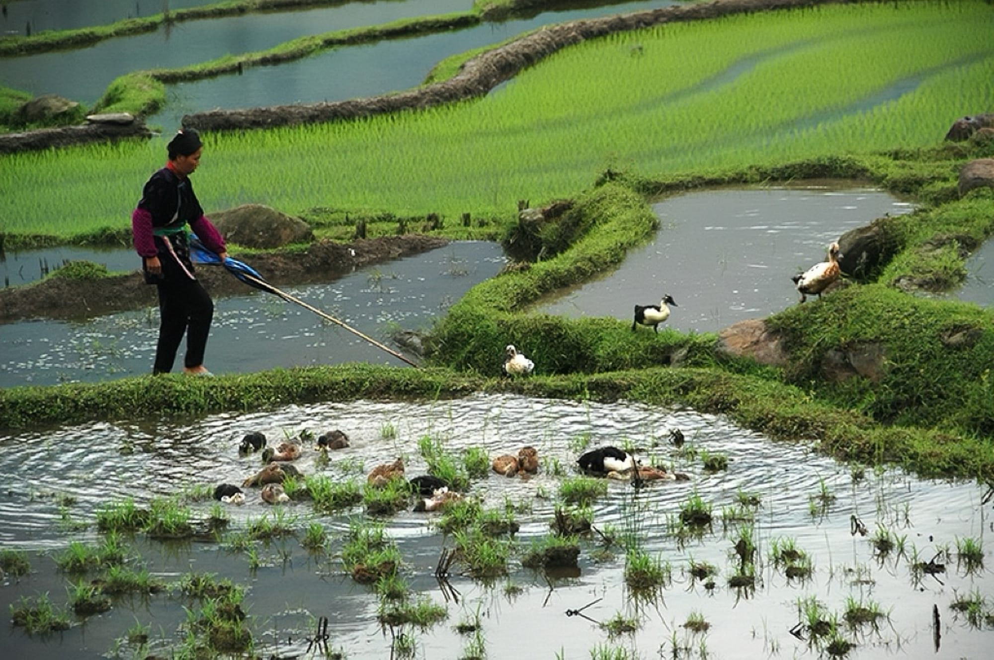 A farmer in Guizhou walks a rice terrace with a long stick, tending to the ducks that live among the rice fields.