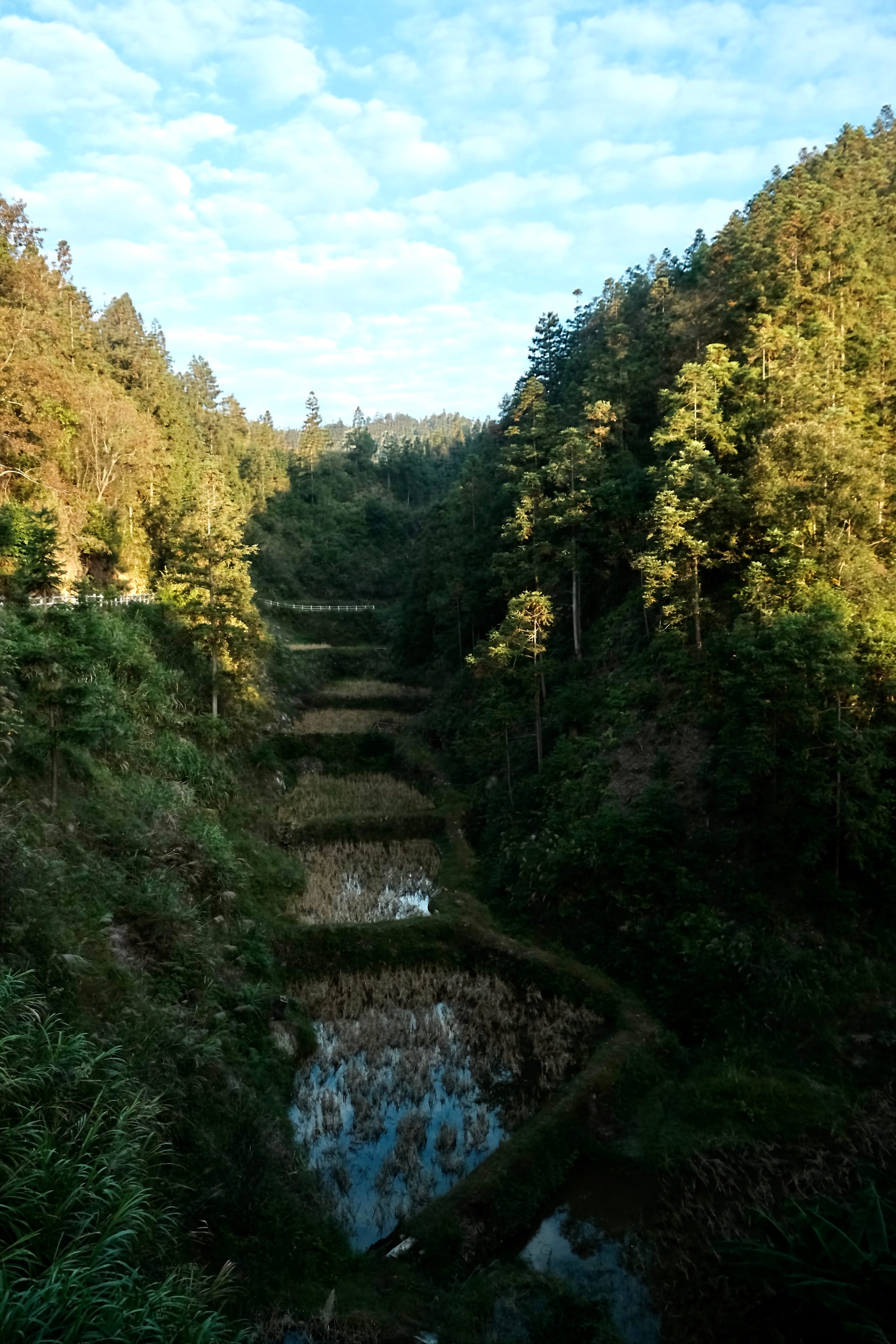 Rice terraces inlaid in a creak bed running through forest hills.