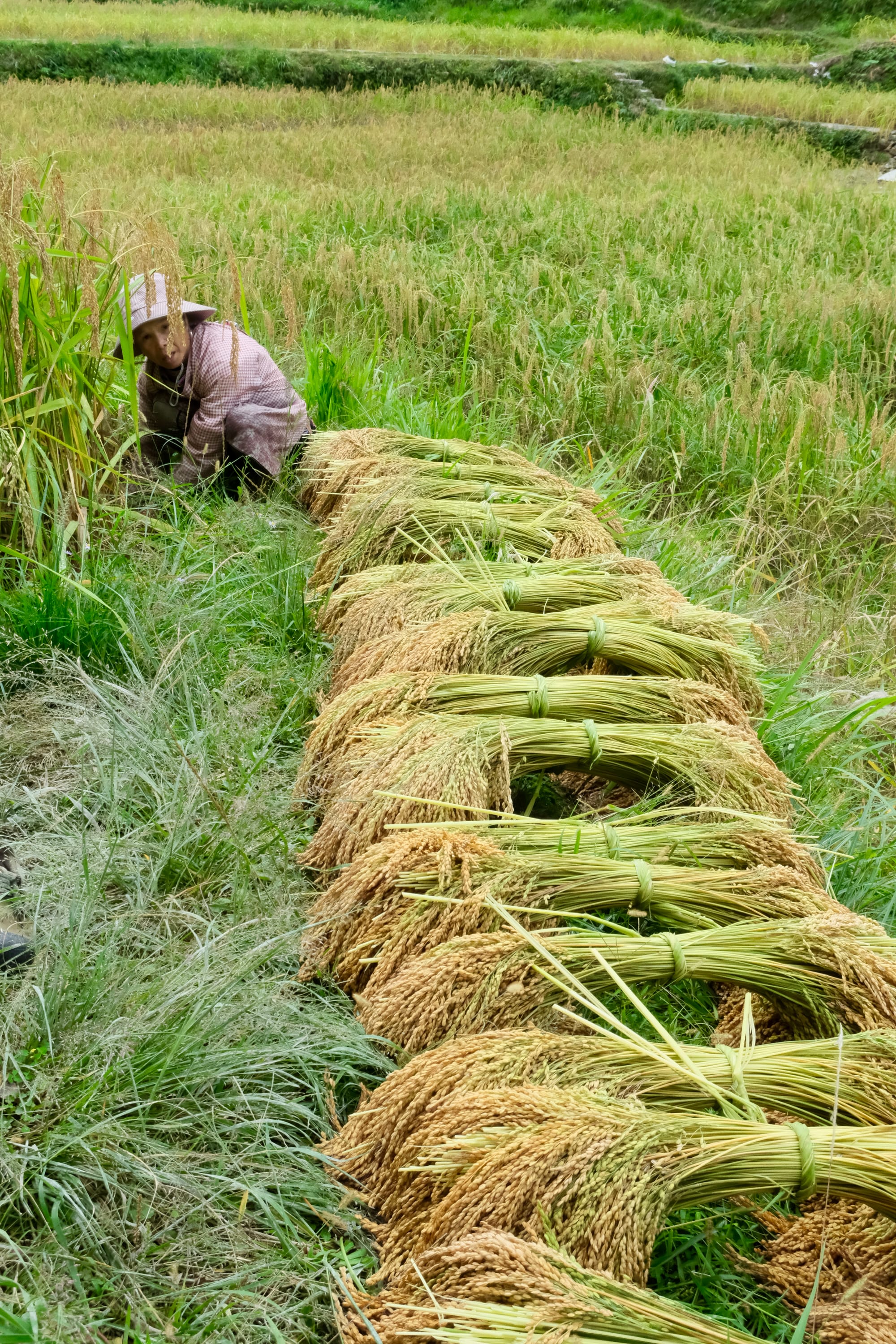 Rice shoots being harvested and bundled, laid in a neat row waiting to be collected.