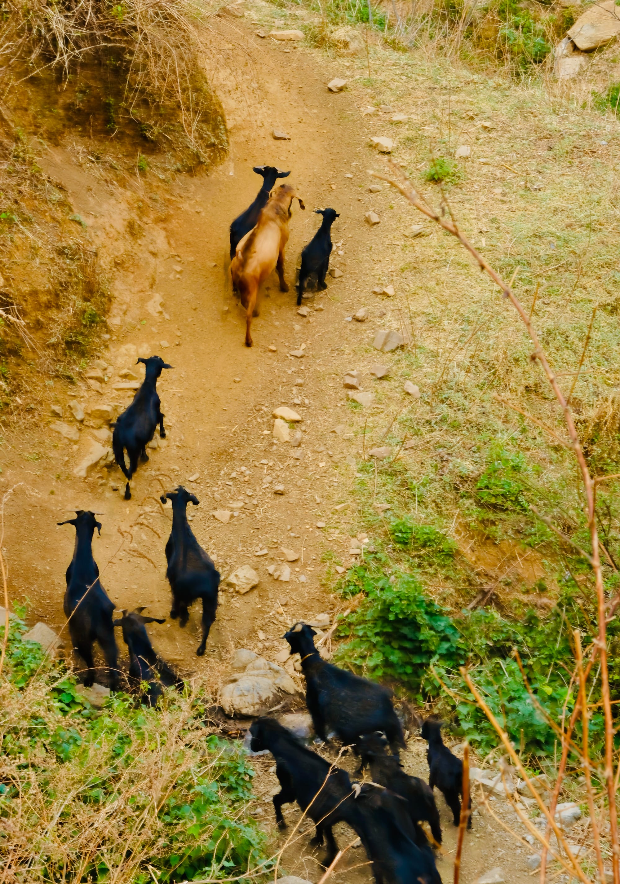 A heard of free-range black goats walks up a dirt path on a hill.