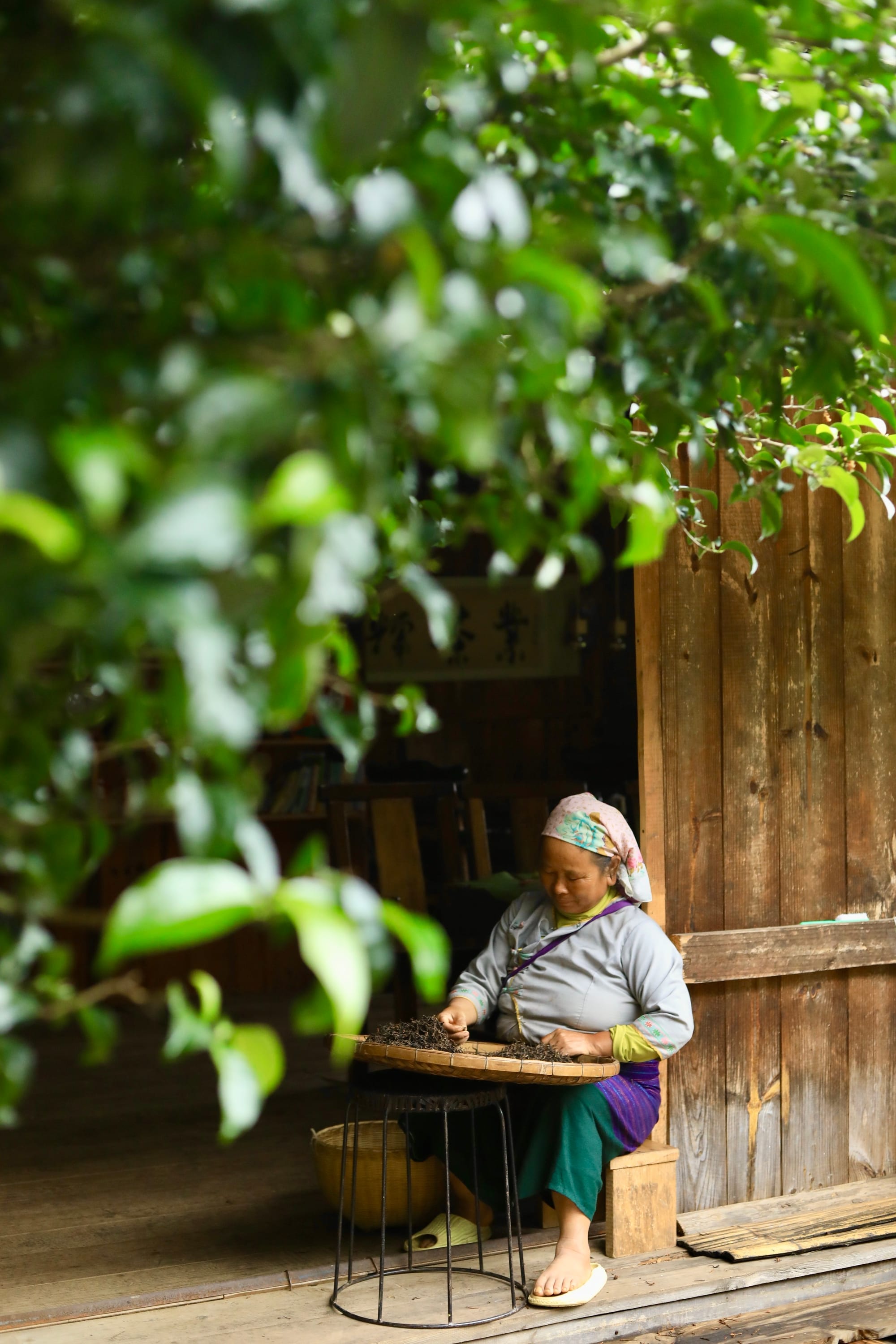 An elderly Dai woman sitting on a small wooden stool at the threshold of a wooden house. On her lap is a large bamboo tray with tea leaves.