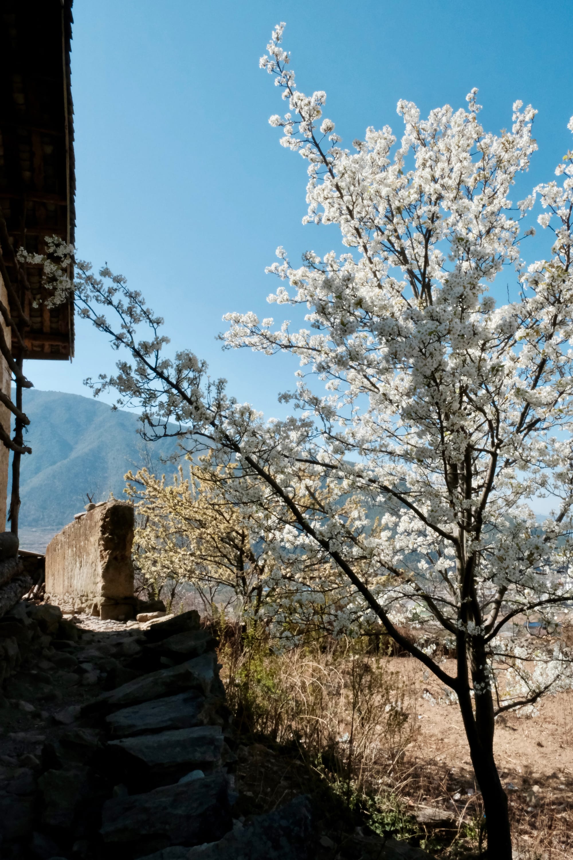 A white blossomed tree stands next to a stone building with a mountain in the background.