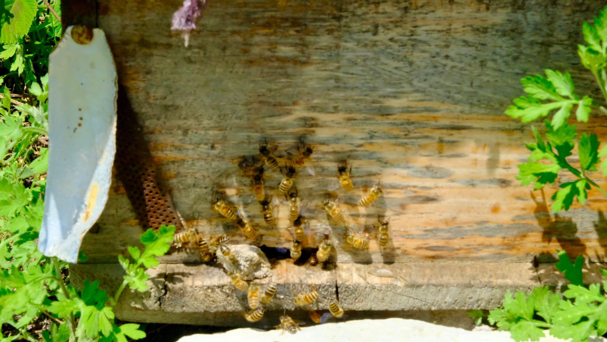 Honey bees crowd the entrance of an old-style Chinese bee hive box.