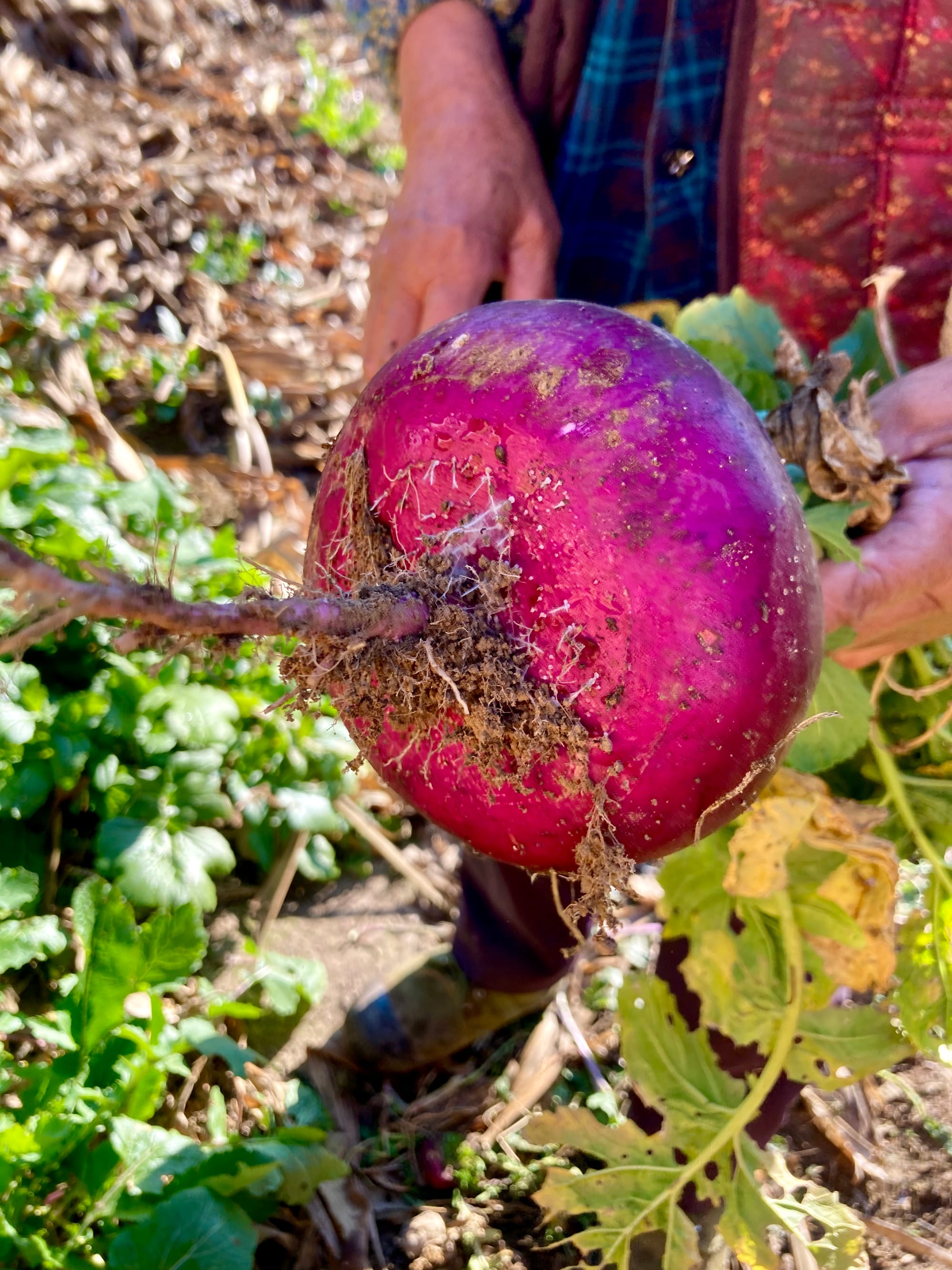 A giant red turnip freshly picked from the soil.