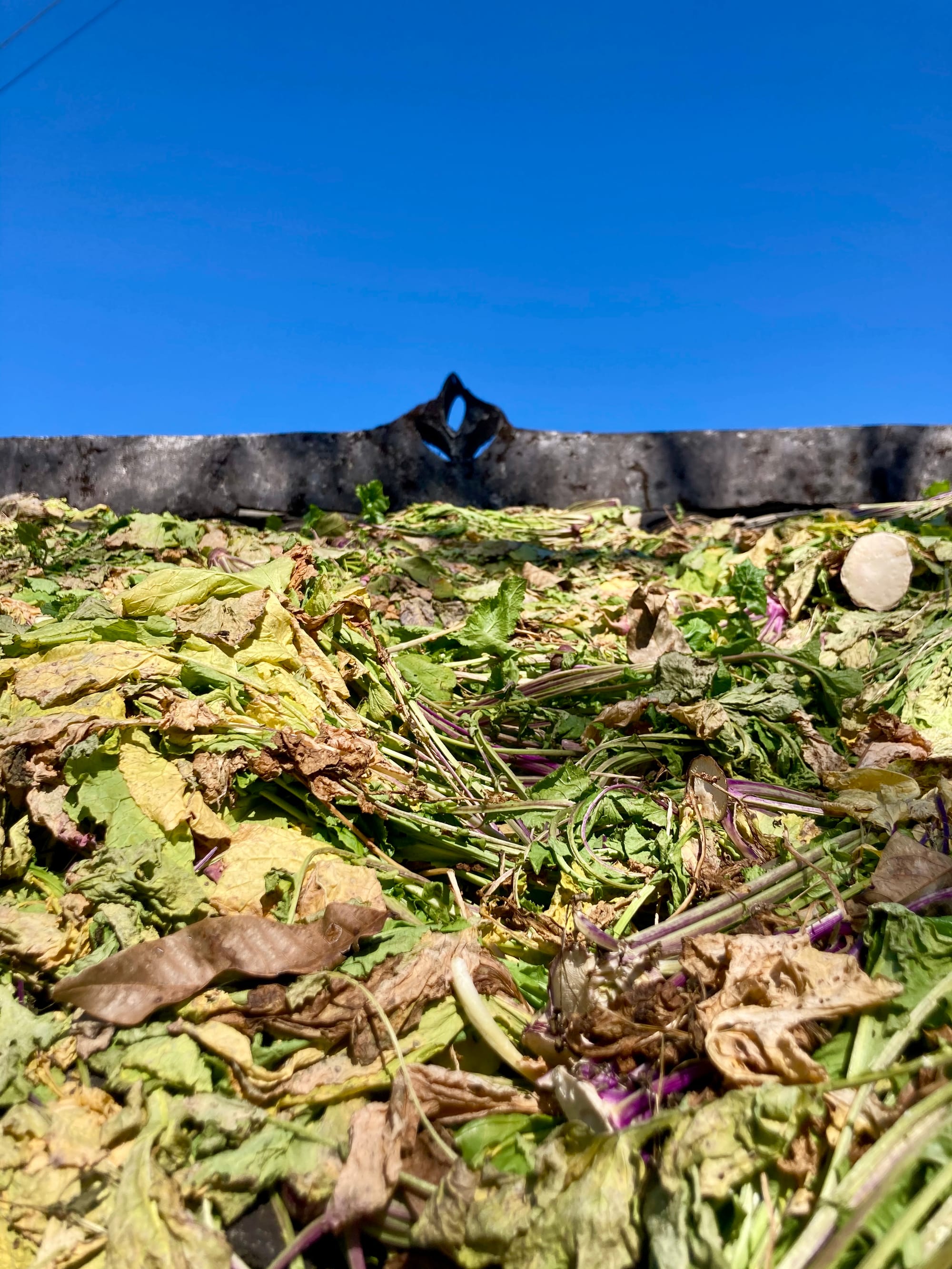 Leafy greens drying out on a traditional Chinese rooftop in the winter sun.