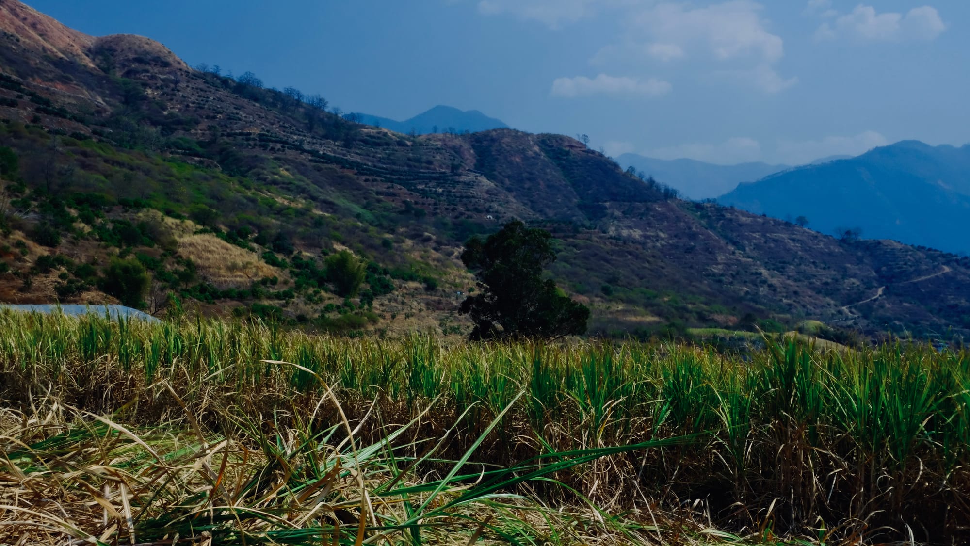 The Longzhou Mountain range - blue tinted rolling mountains with crops and trees. In the foreground, sugarcane bushes.