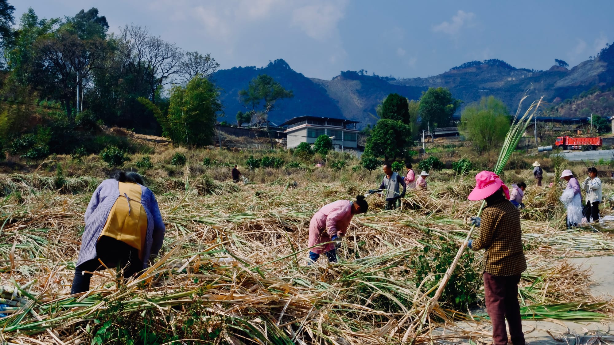 Local farmers processing large piles of sugarcane plants.